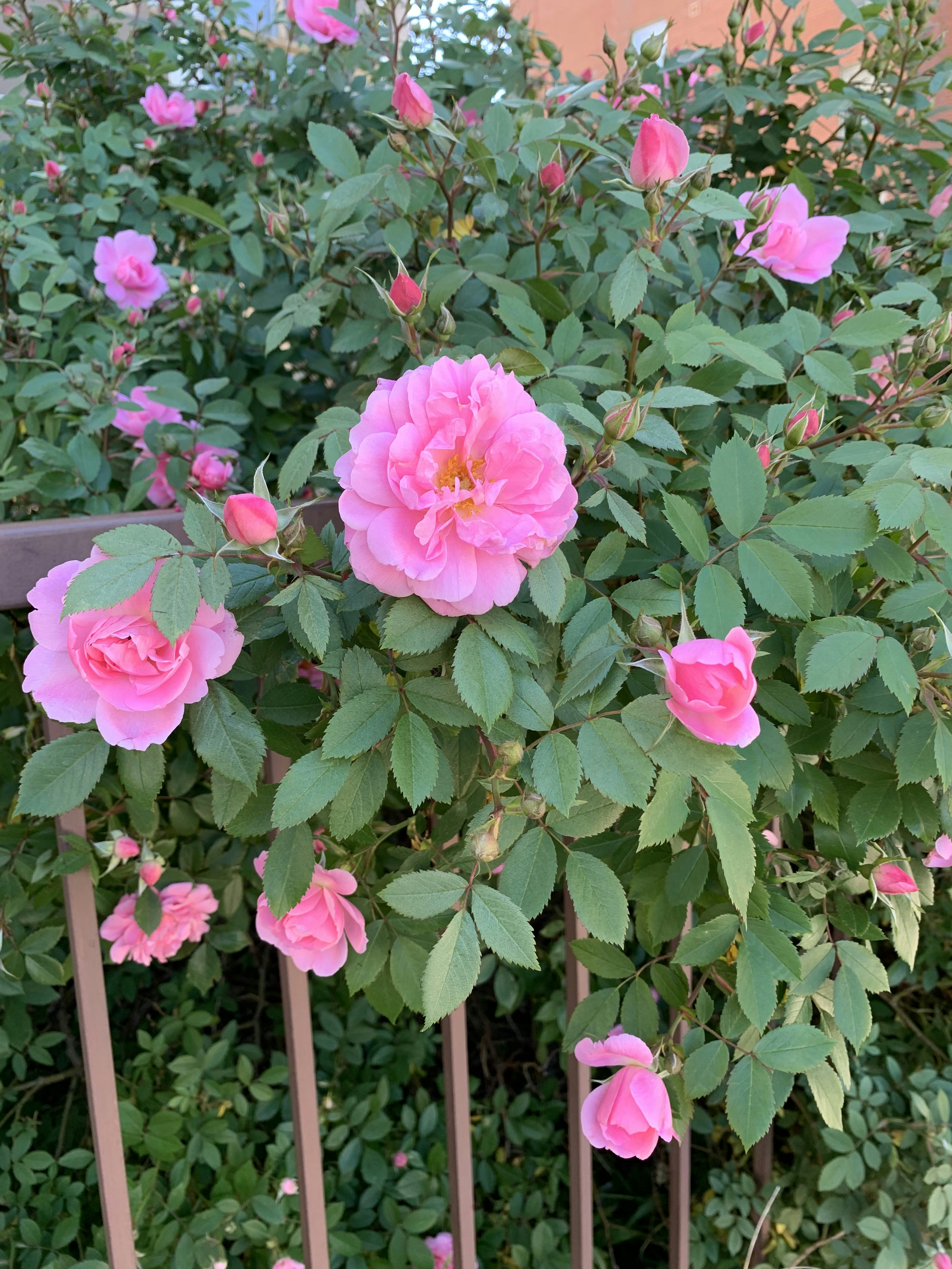 A bush with pink flowers photo – Free Pink roses Image on Unsplash