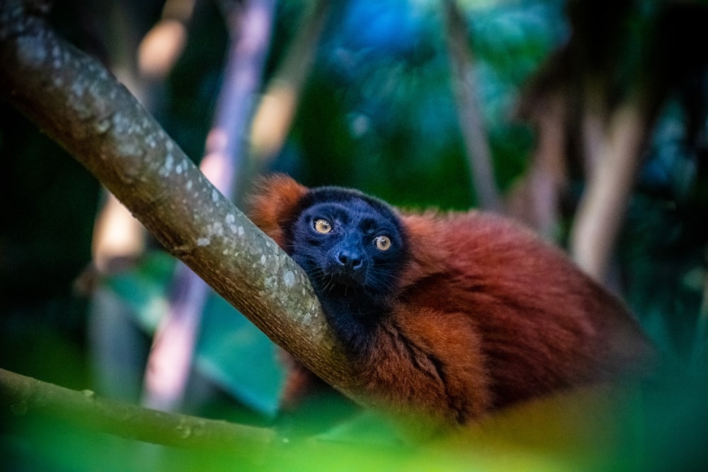 a brown and black animal on a branch