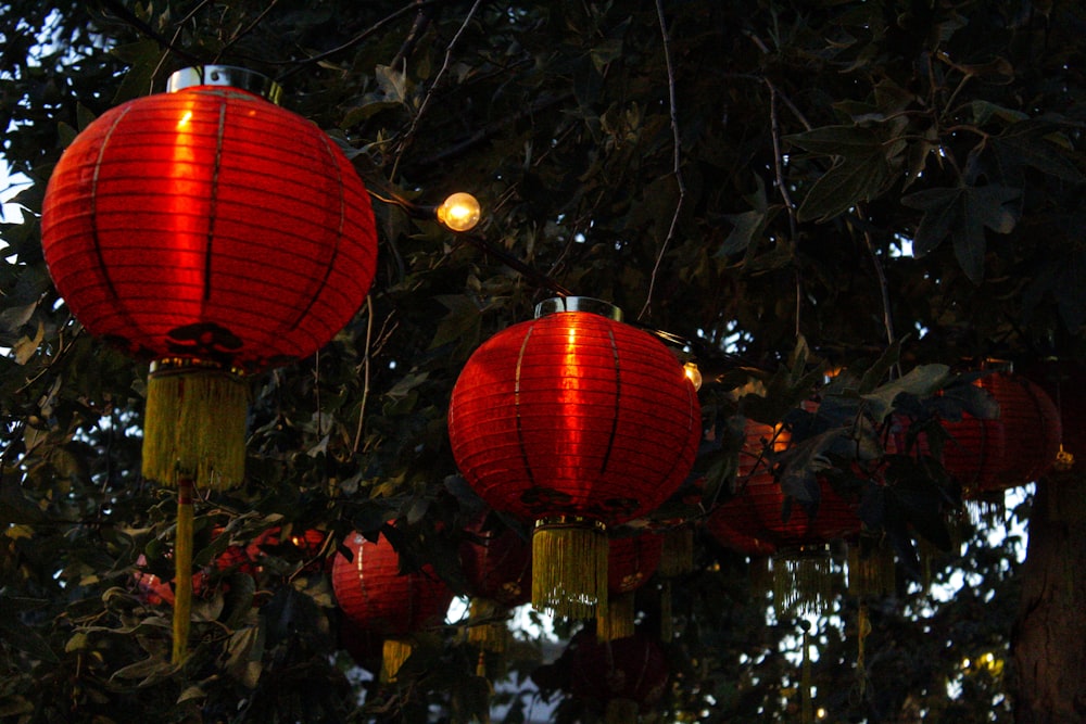 a group of red lanterns from a tree