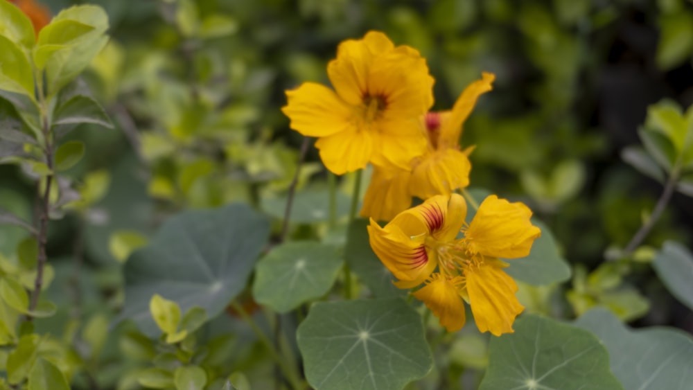 a group of yellow flowers