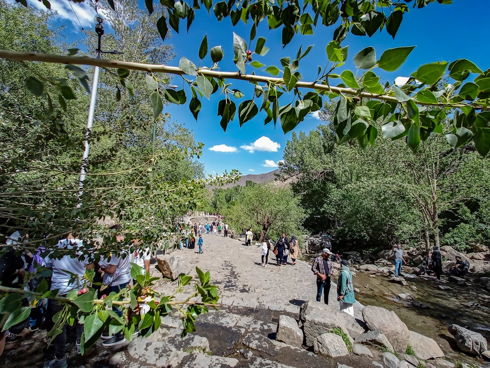 a group of people walking on a path through a forest