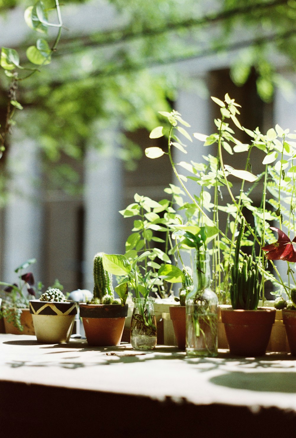 a group of potted plants