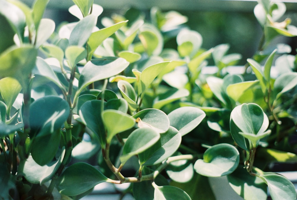 a close up of a plant