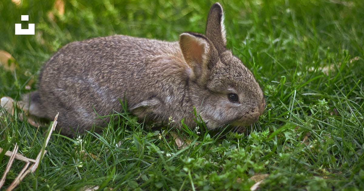A rabbit in the grass photo – Free Animal Image on Unsplash