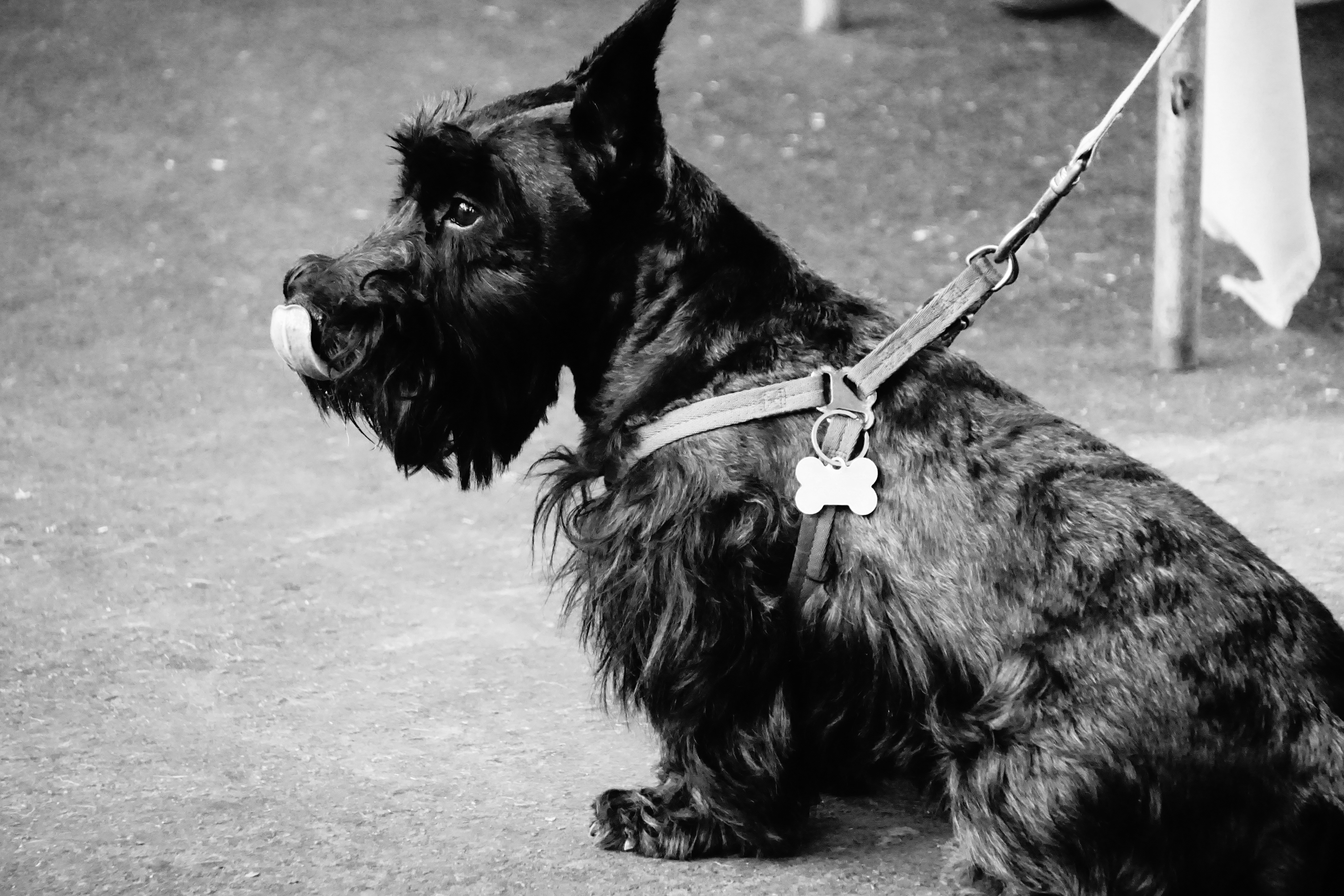 Scottish Terrier