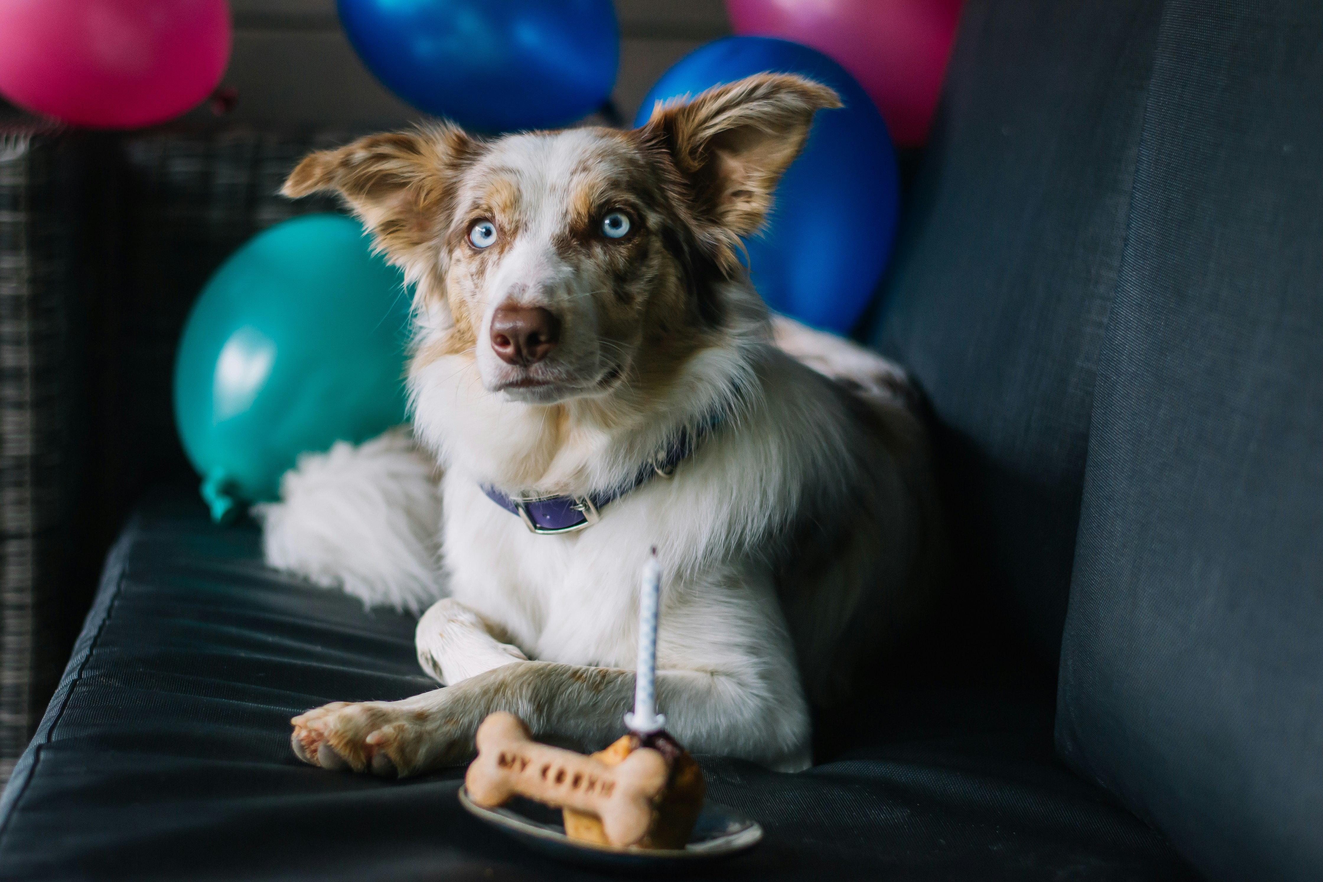 a dog sitting on a chair