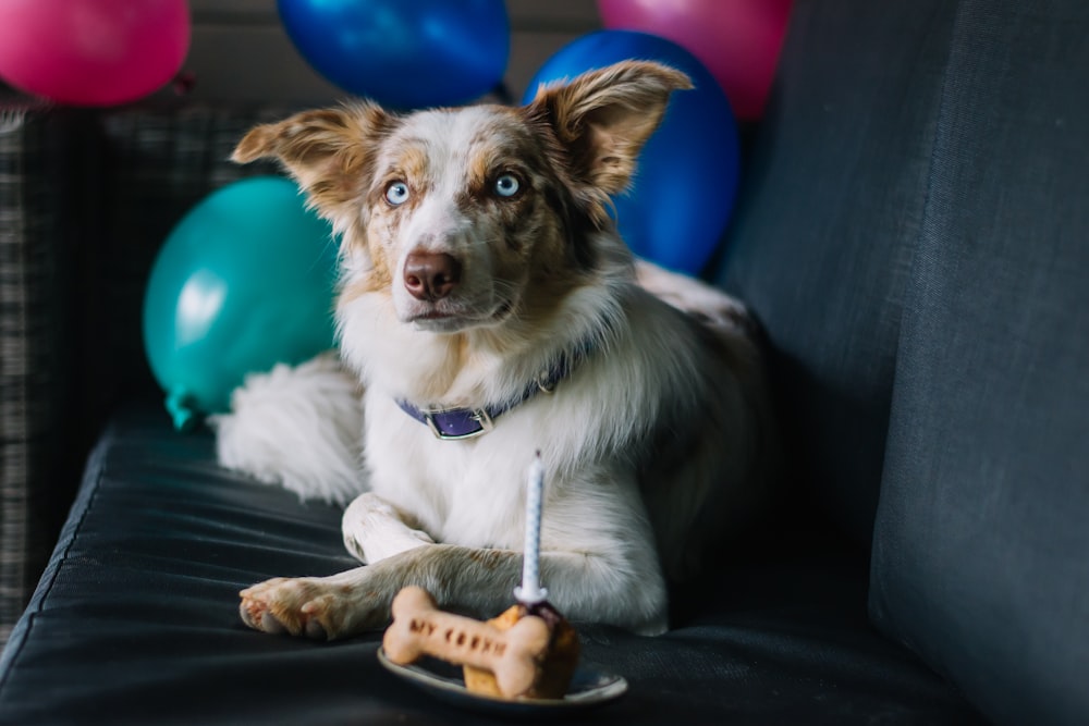 a dog sitting on a chair