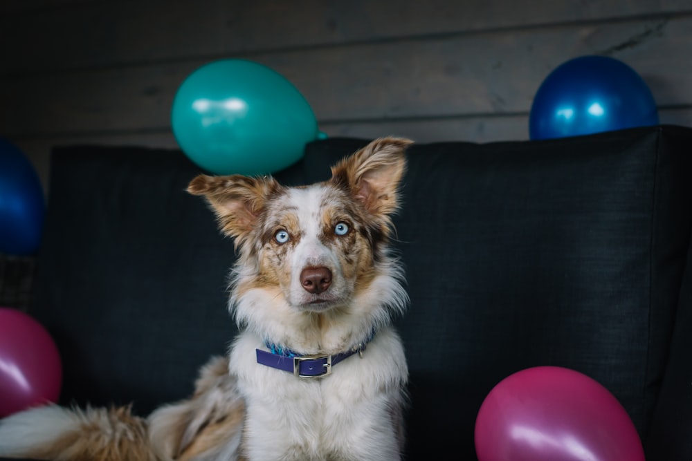 a dog sitting on a couch with balloons