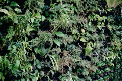 Group of plants