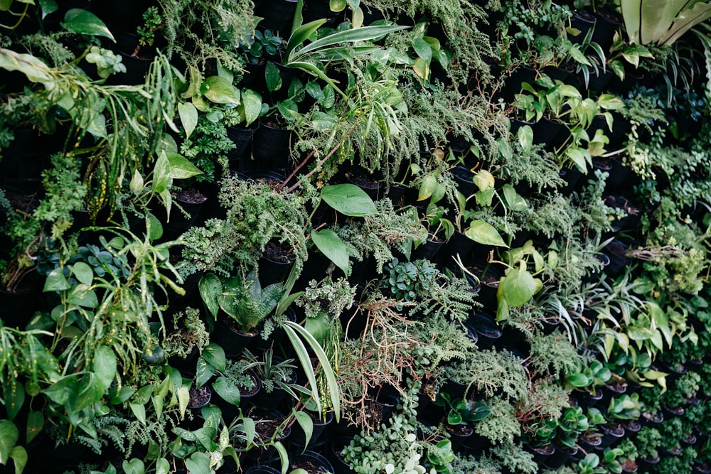 a group of plants with green leaves