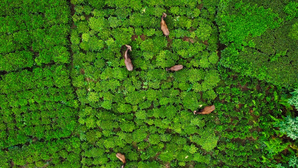 a group of insects on a leaf