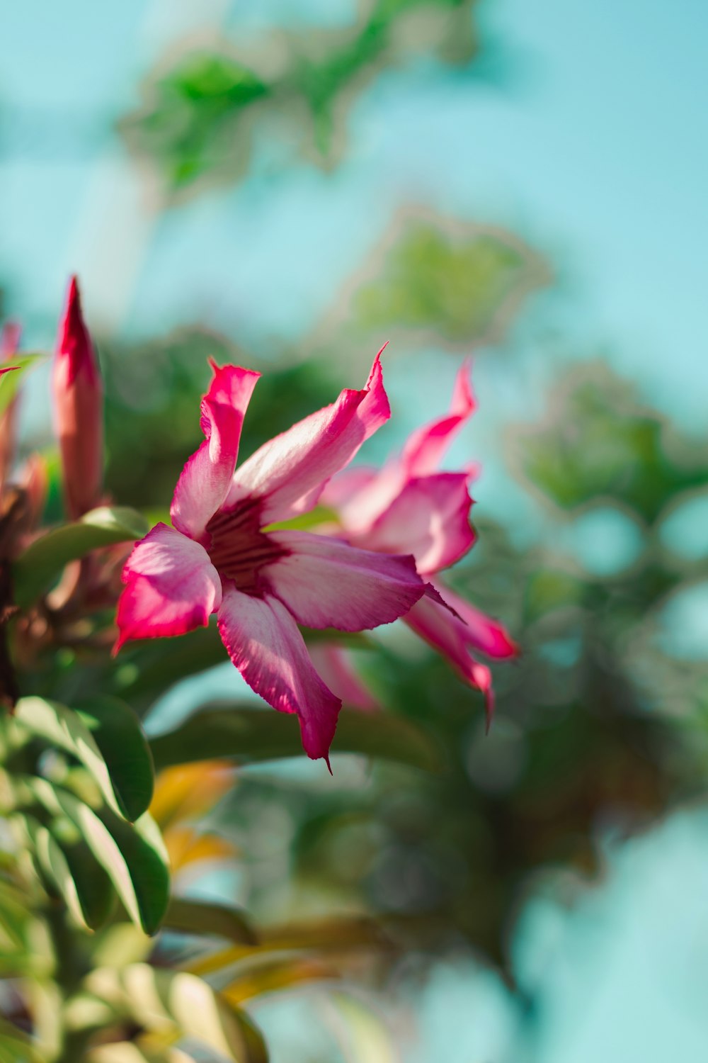 a close up of a flower