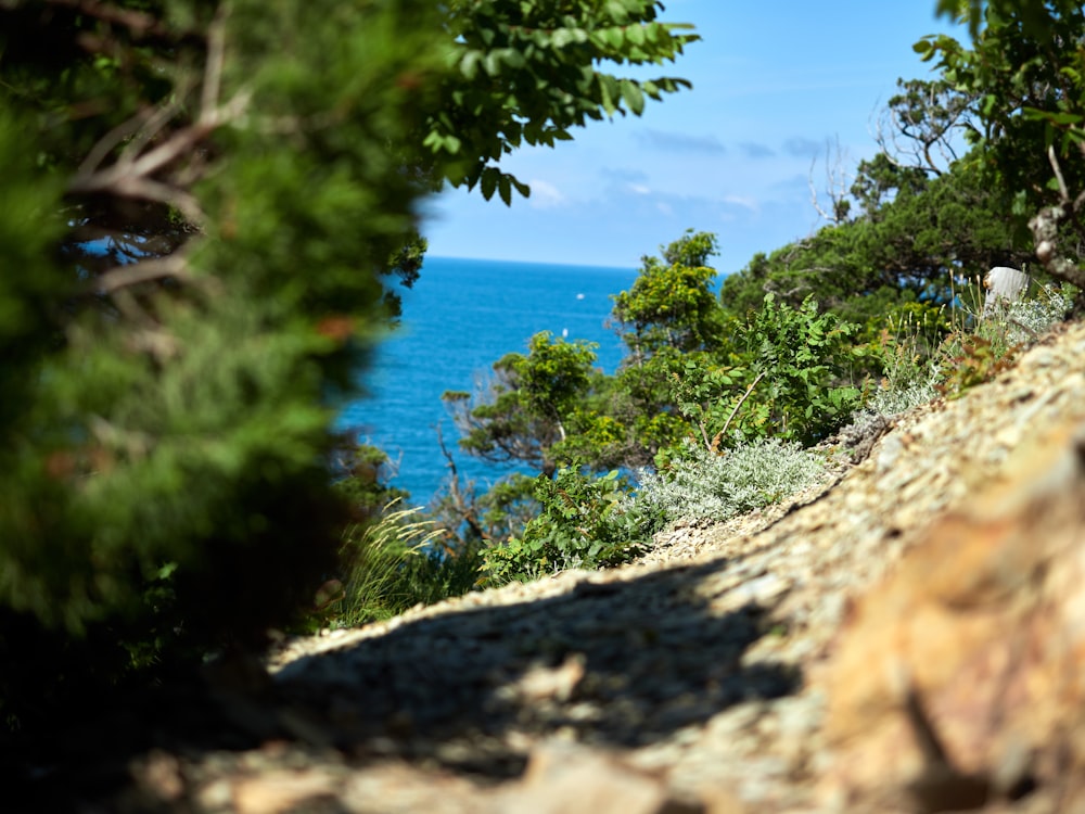 a rocky beach with trees and blue water