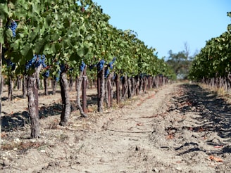 a row of trees in a field
