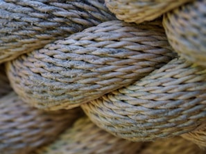 a close up of a snake