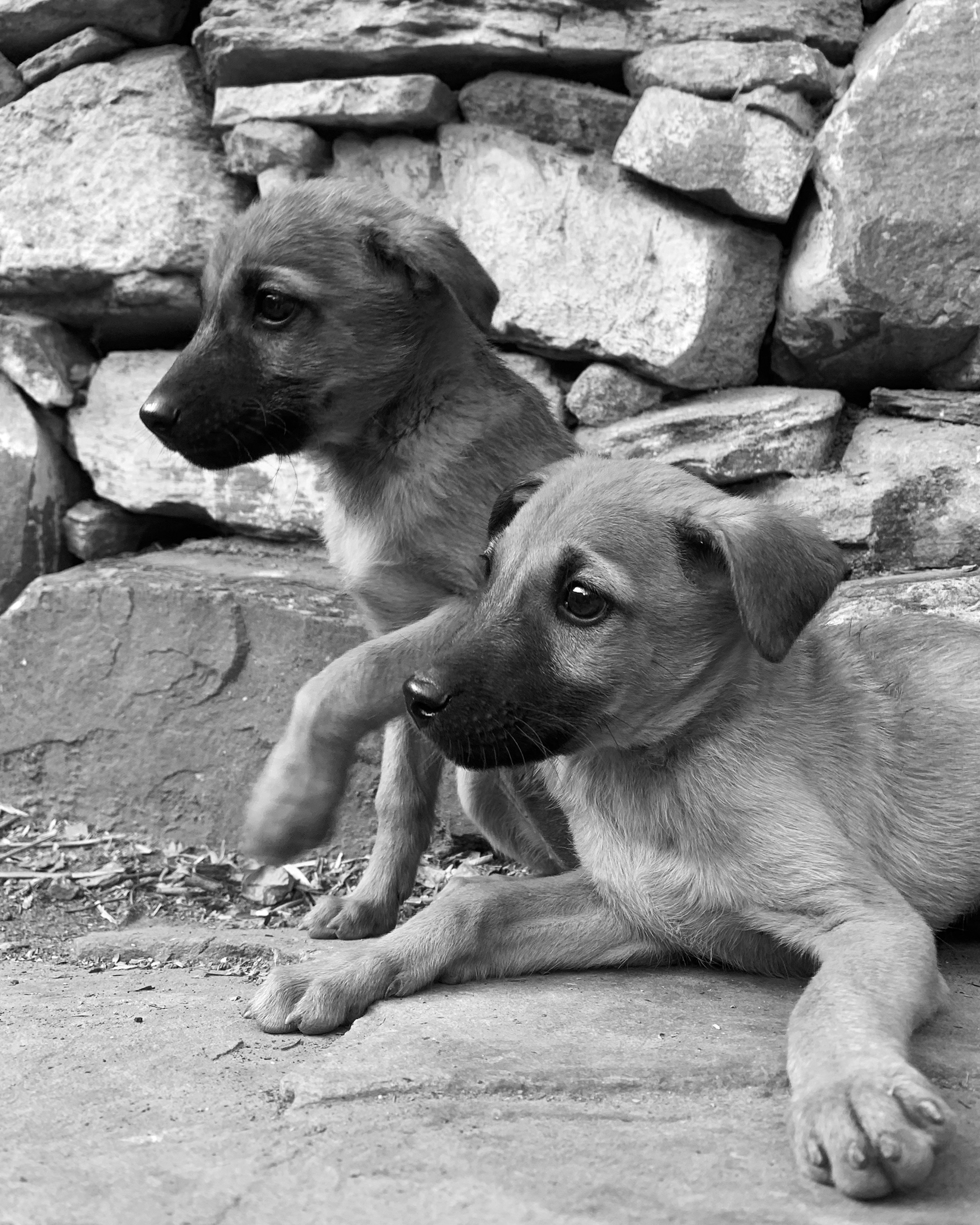 a puppy and a dog lying on the ground