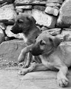 Un cachorro y un perro tumbados en el suelo