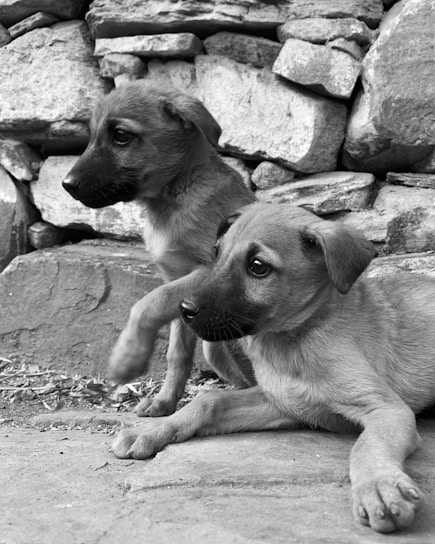 a puppy and a dog lying on the ground