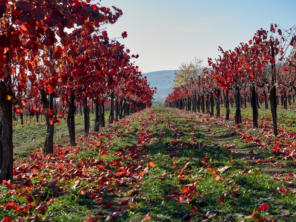 a field of red flowers