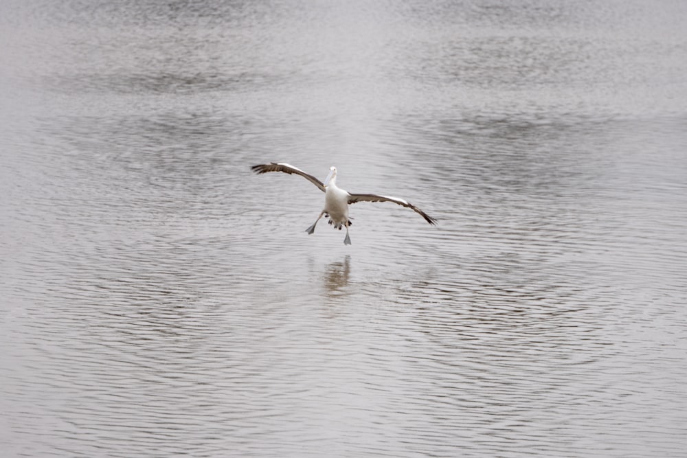 a bird flying over water