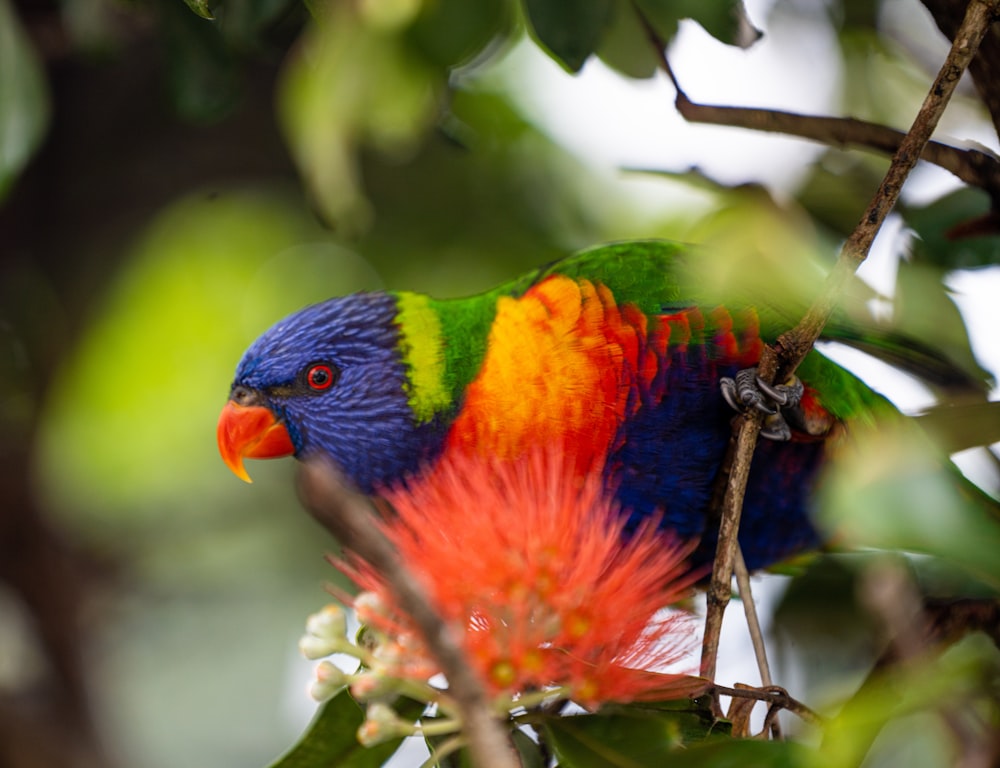 a colorful bird on a branch