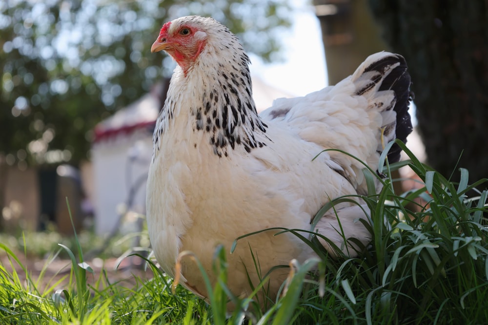 a white chicken in the grass