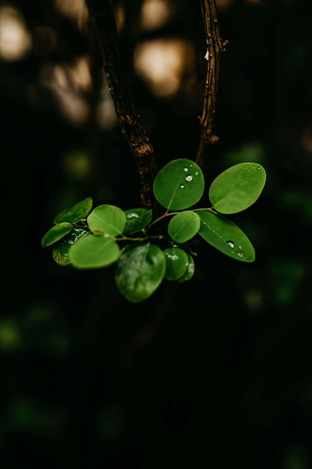 a close up of a plant