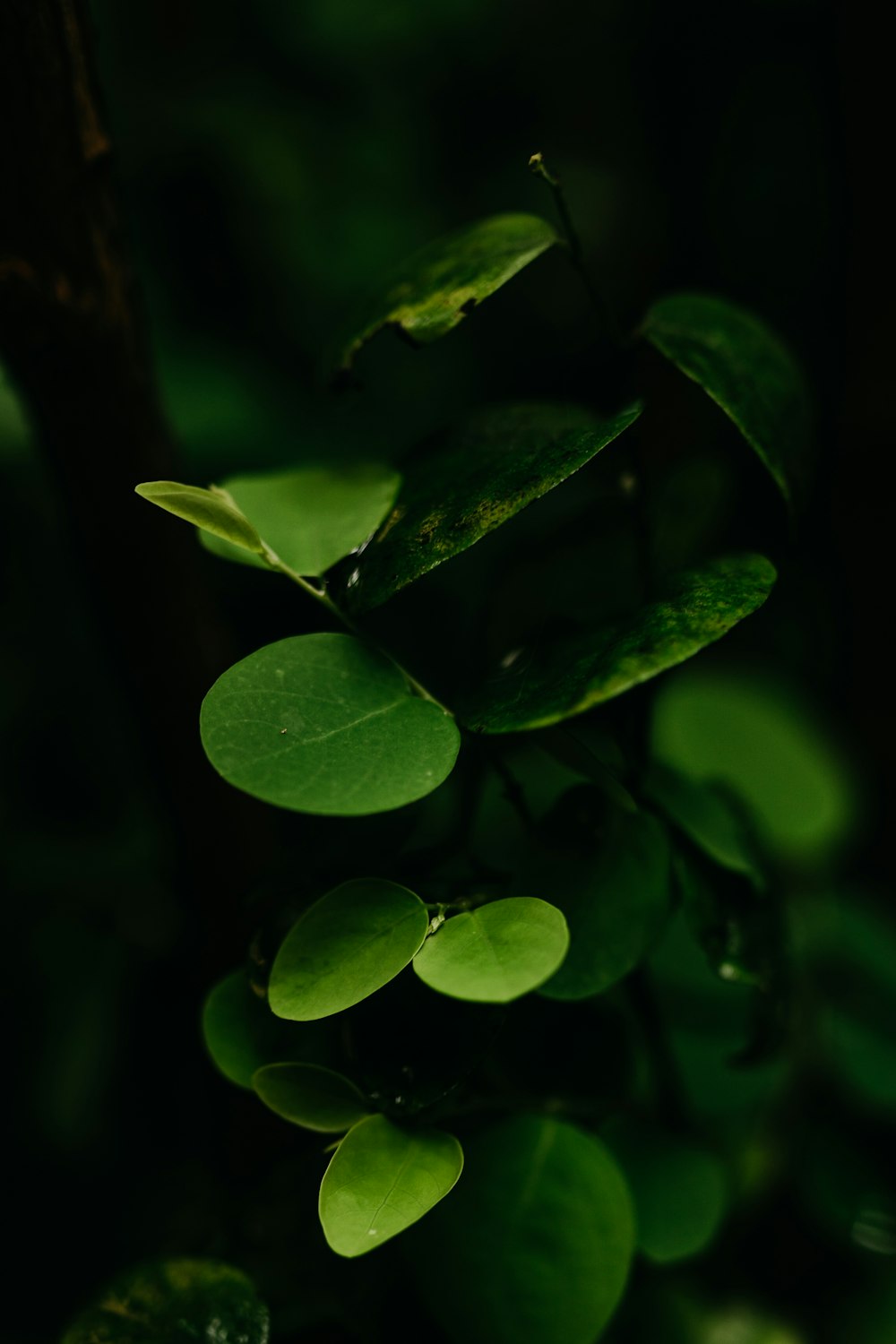 a close up of a plant