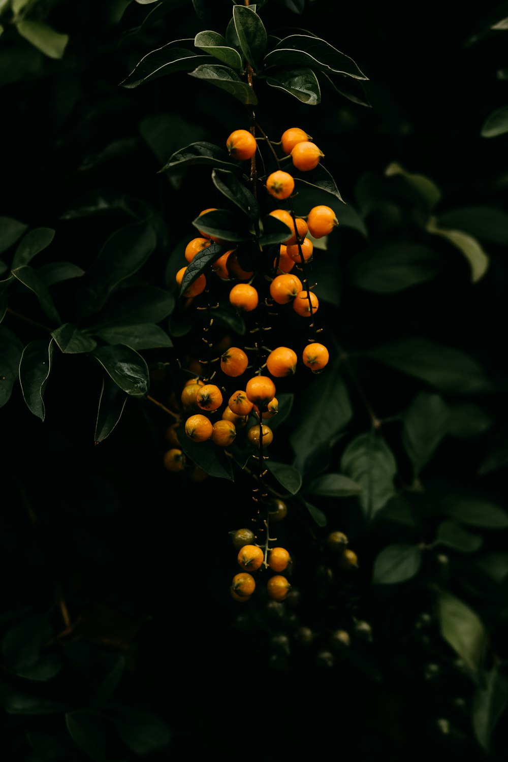 a tree with oranges