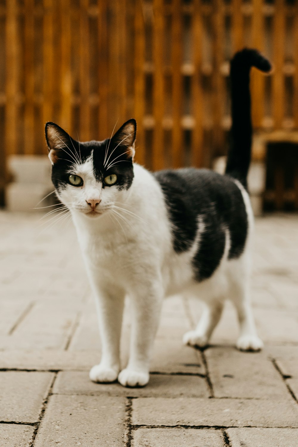 a cat standing on a sidewalk