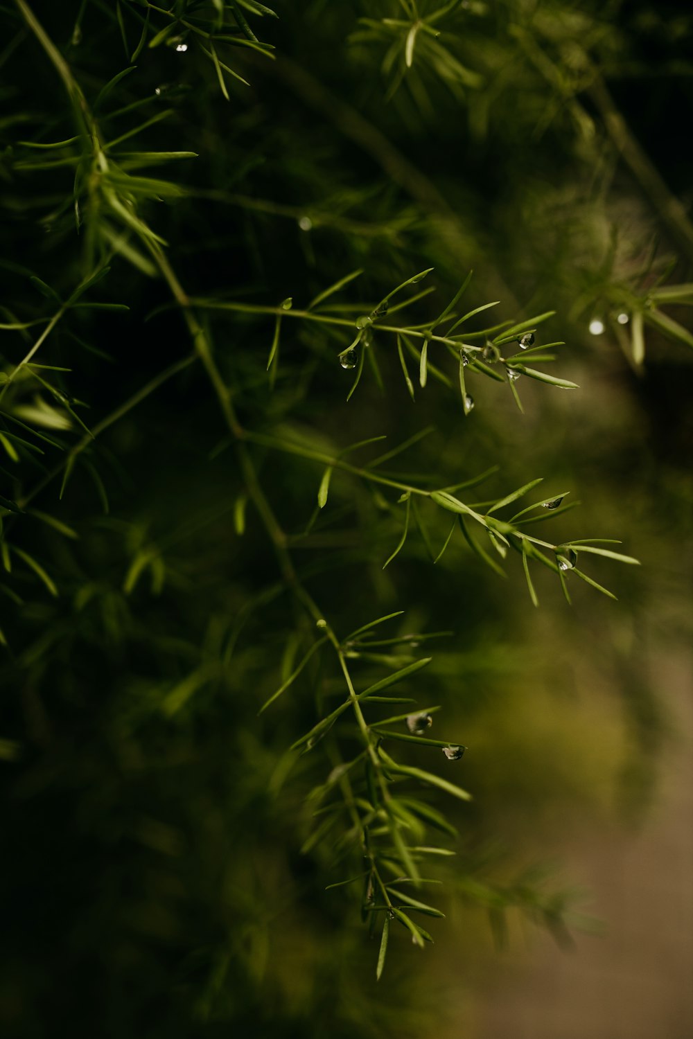 close up of a plant