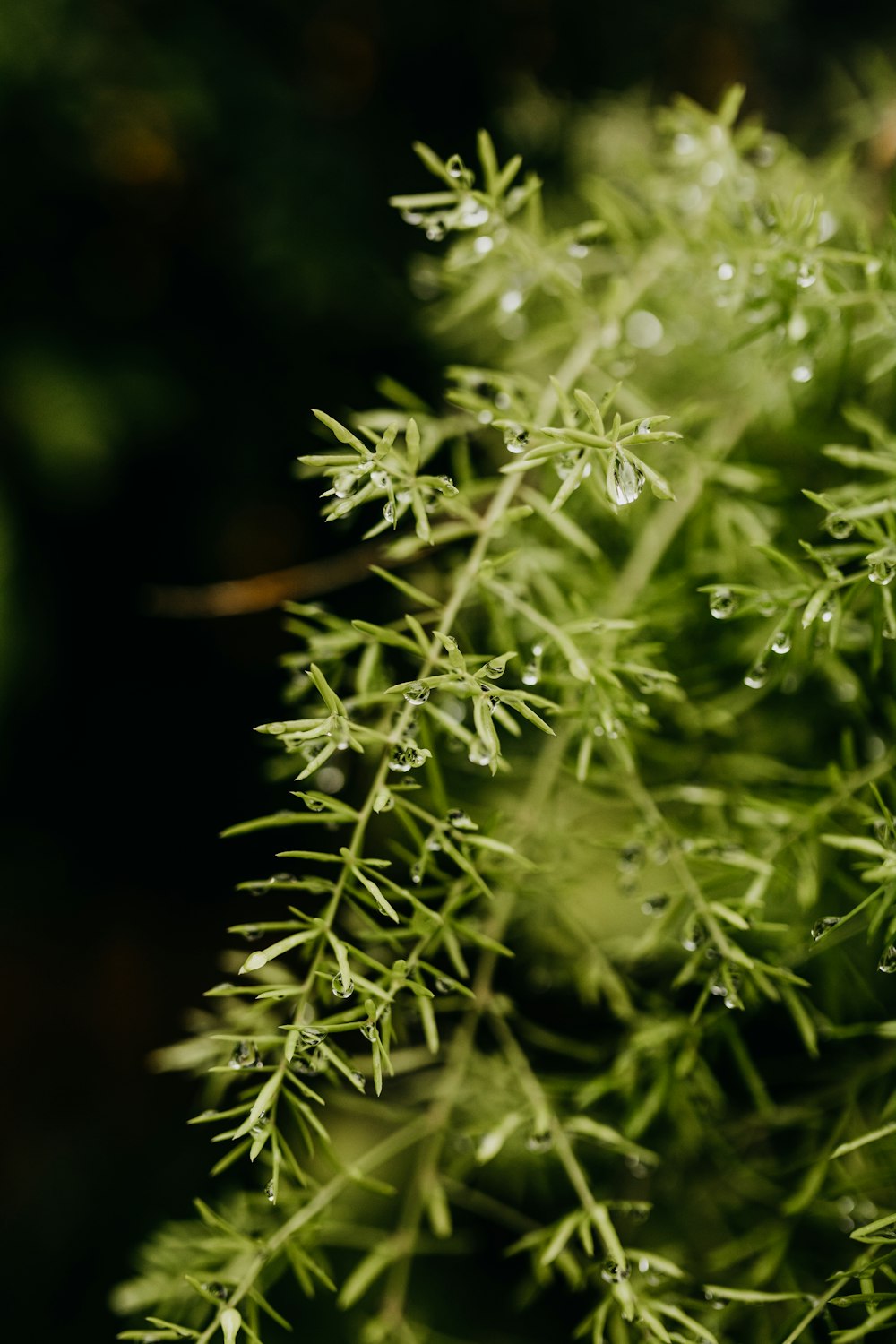 a close up of a plant