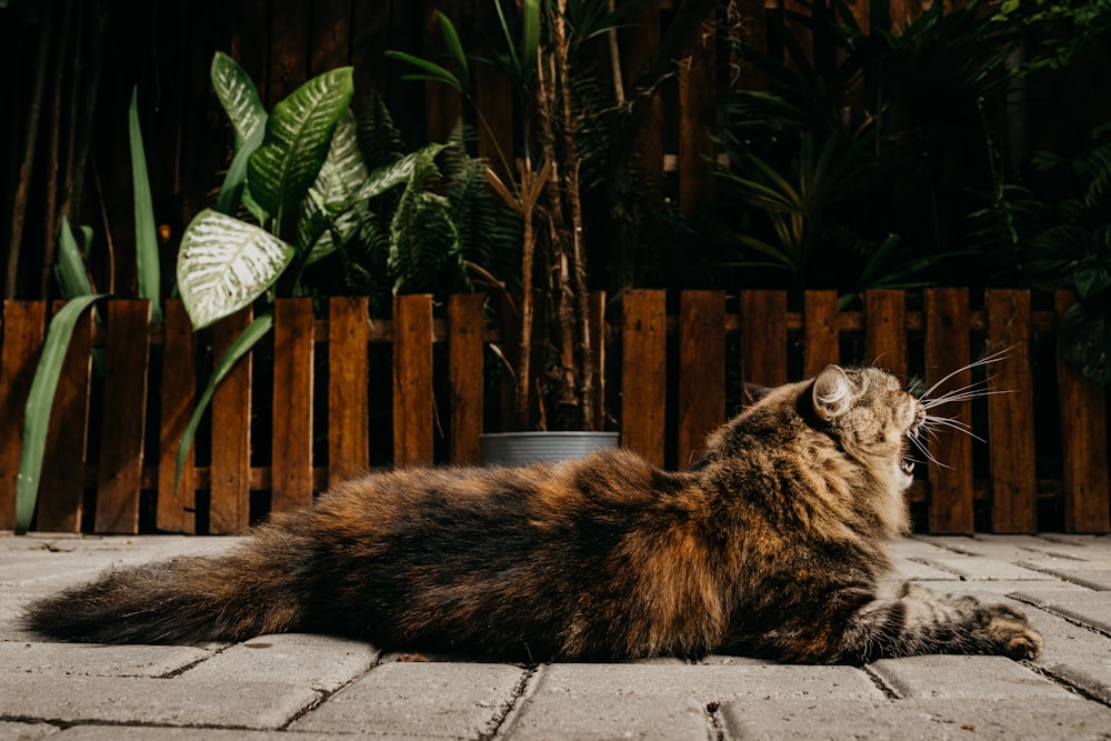 a cat lying on a rock