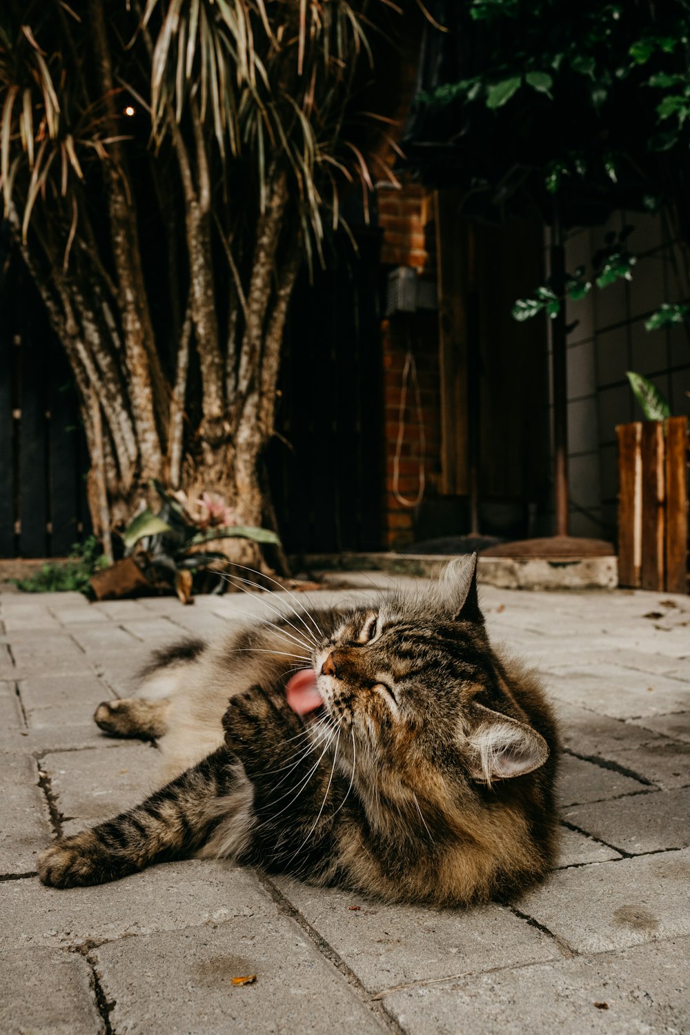 a cat lying on the ground