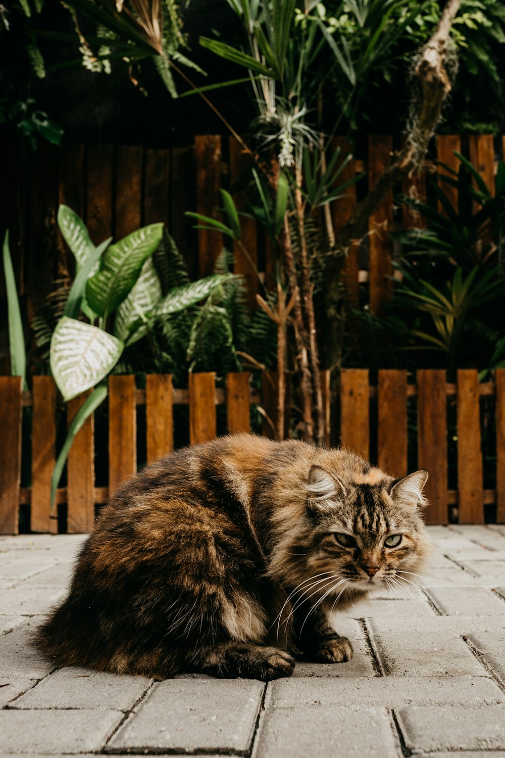 a cat lying on a patio