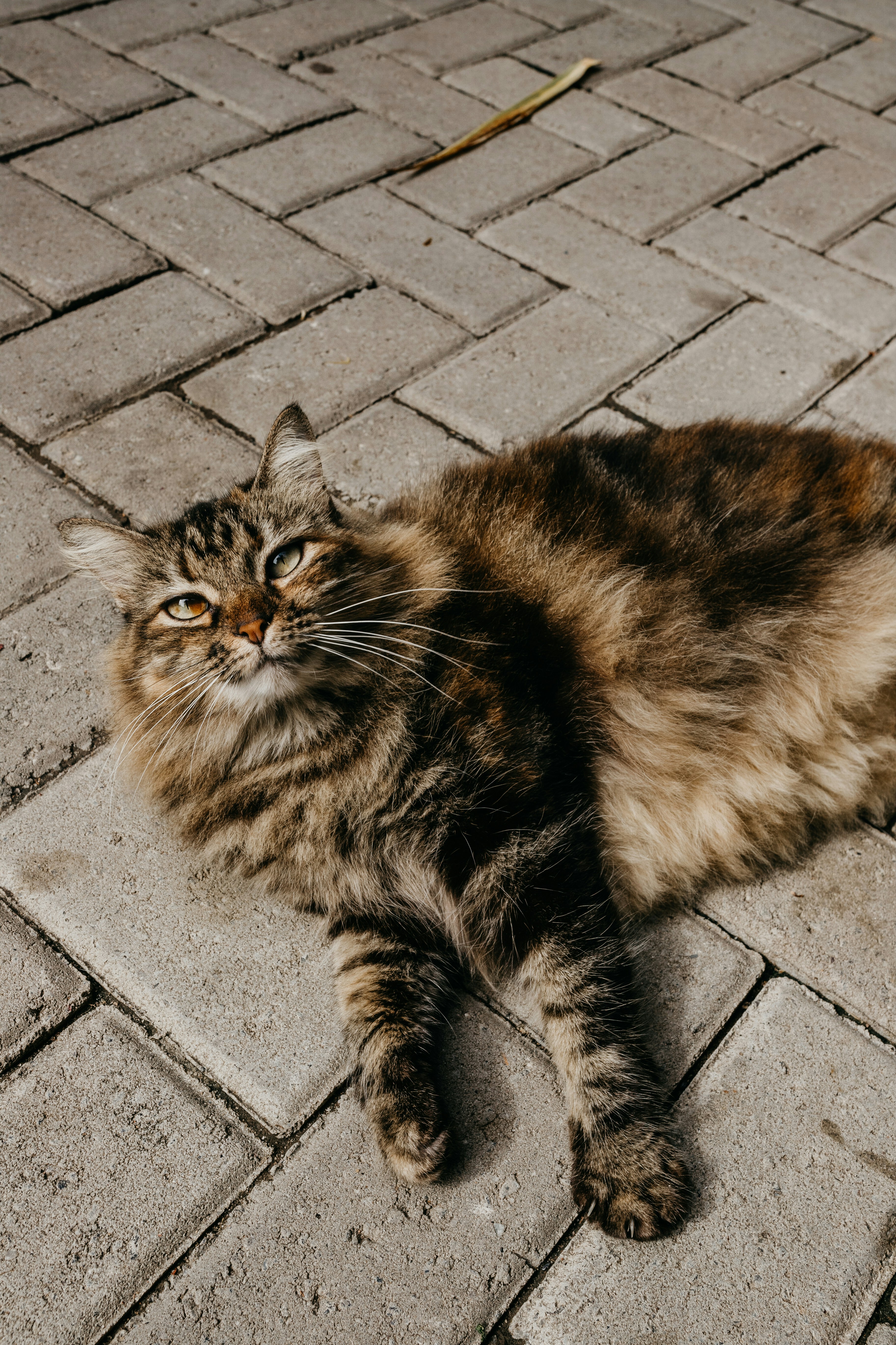 un chat allongé sur une surface de brique