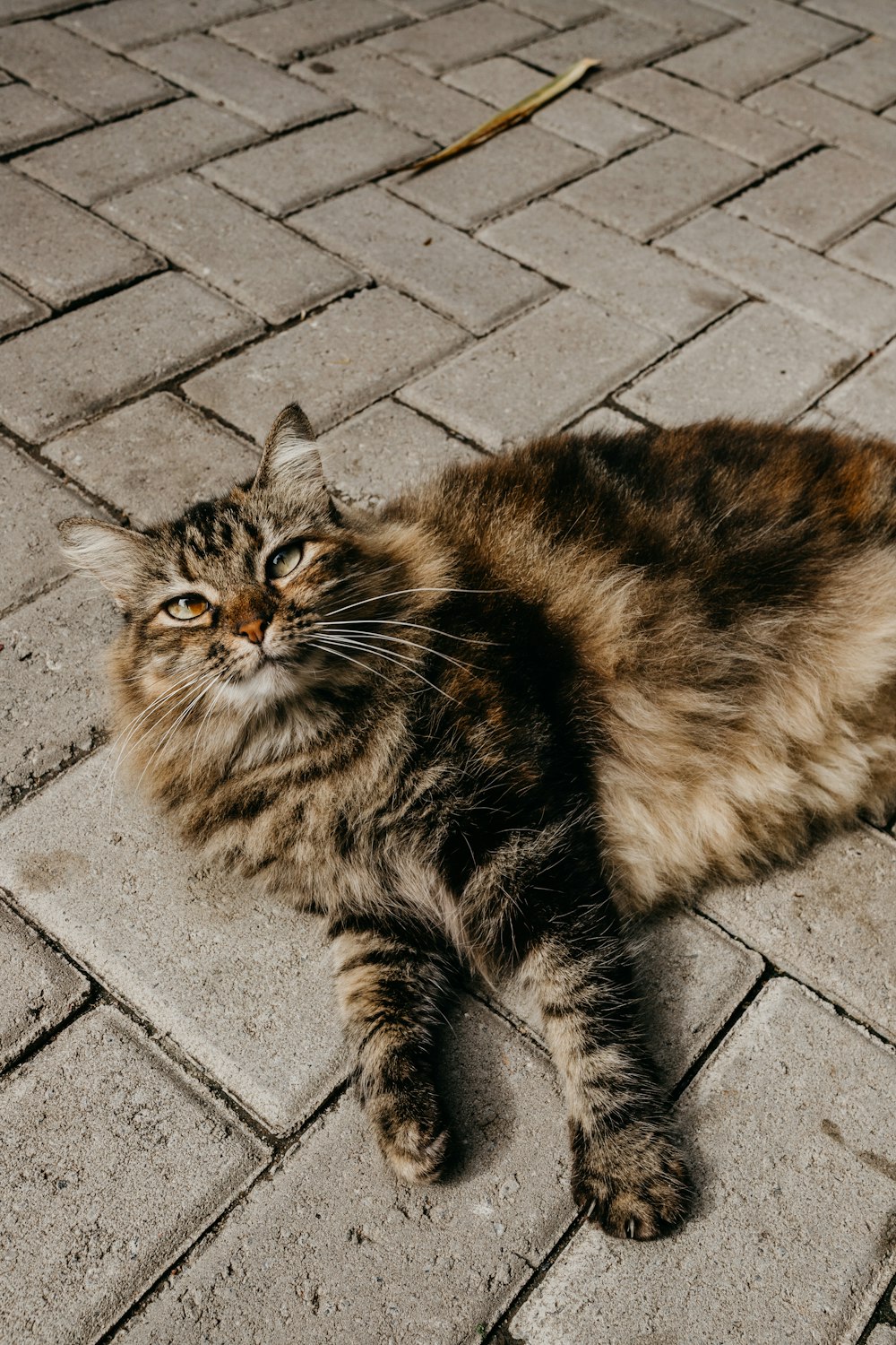 a cat lying on a brick surface