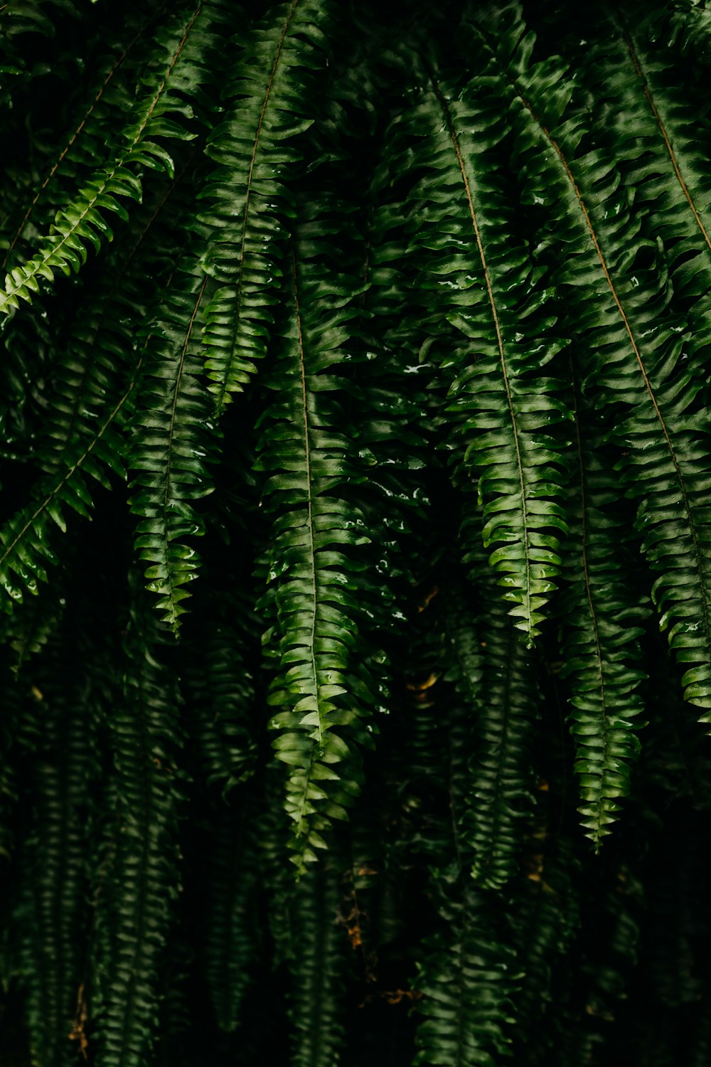 a group of green plants