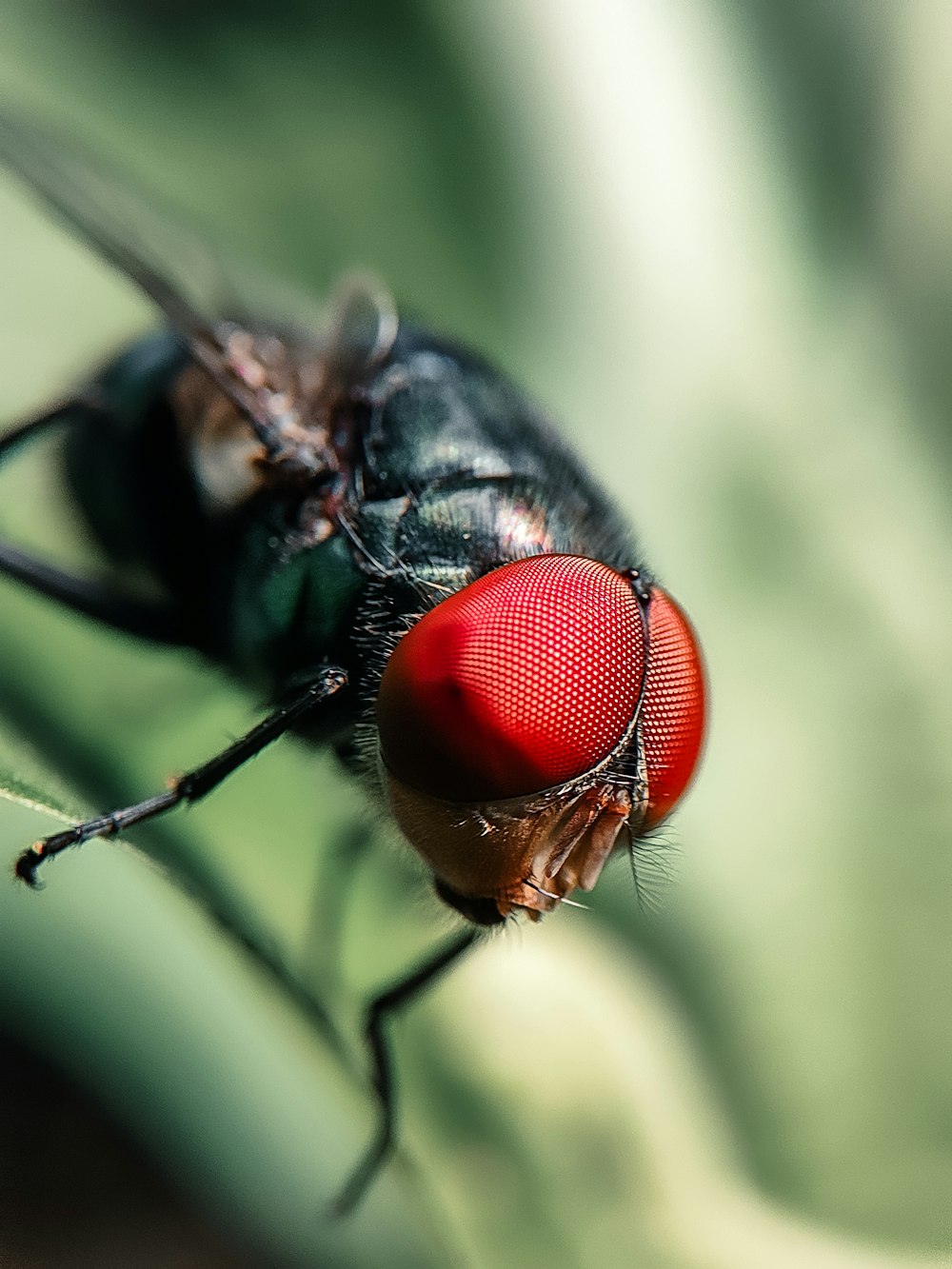 a close up of a bug