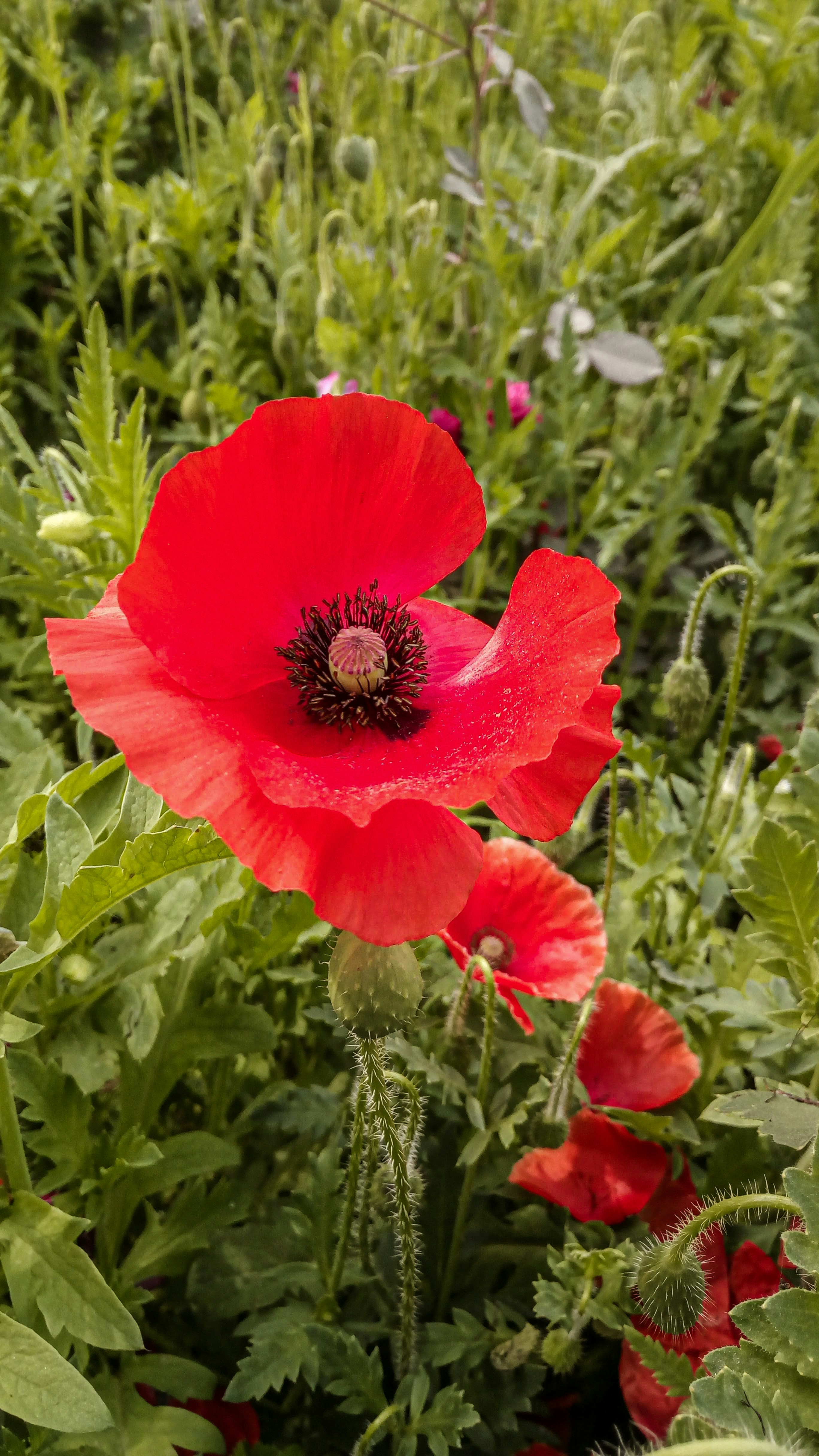 Photo by i_bluebell_i