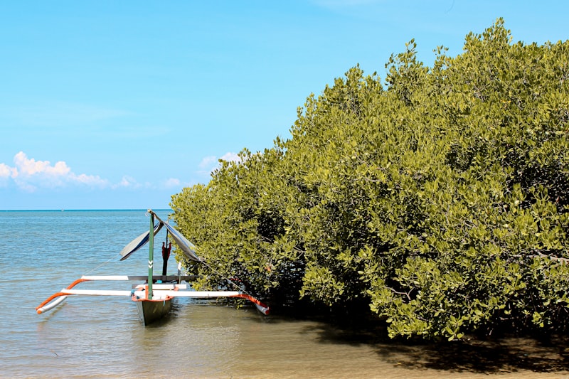 Kayaking through mangrove tunnel in Florida