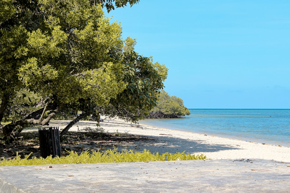 una spiaggia con alberi e uno specchio d'acqua