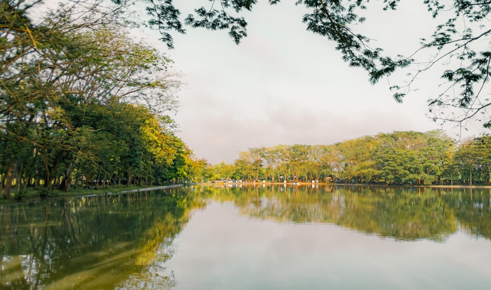 a body of water with trees around it