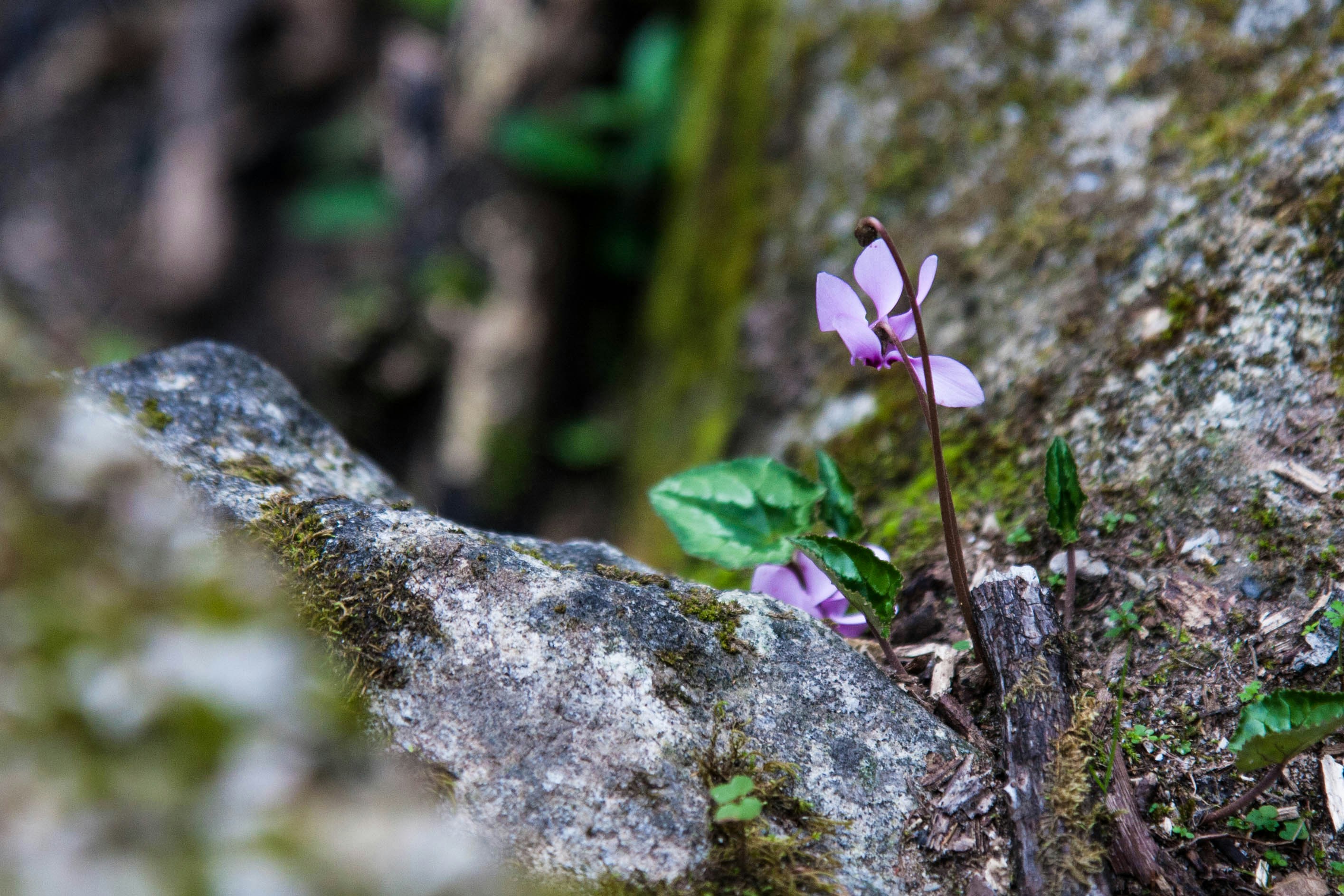 Photo by sarageiko