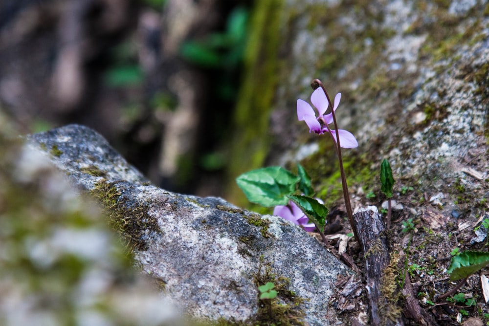 a small purple flower growing out of a rock