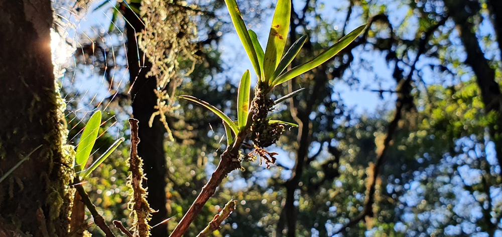 a close-up of a tree