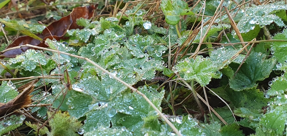 a close-up of some plants