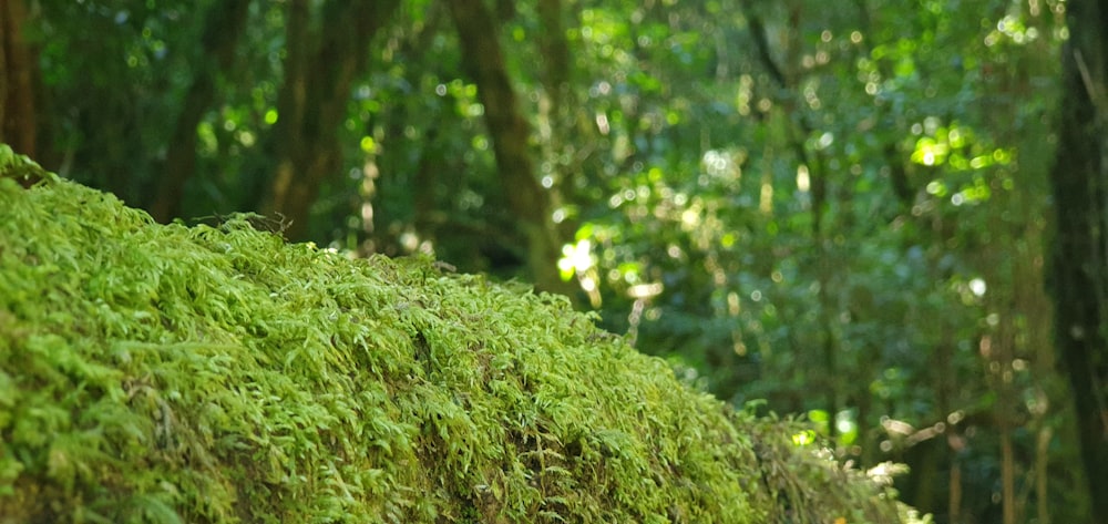 a group of trees with green leaves