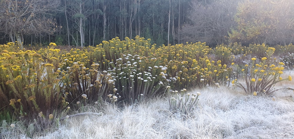 a field of yellow flowers