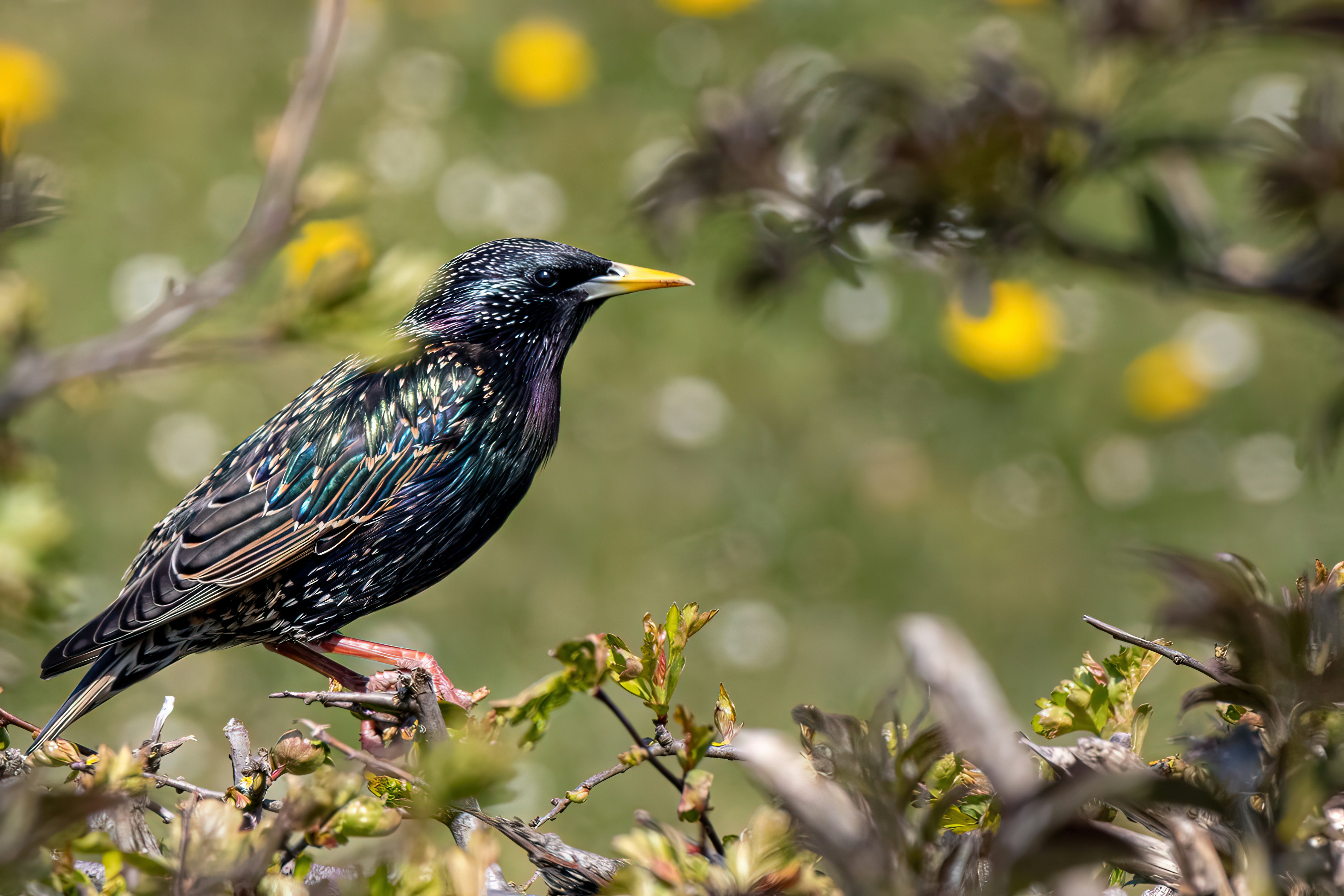 Photo by nealsmithphotos